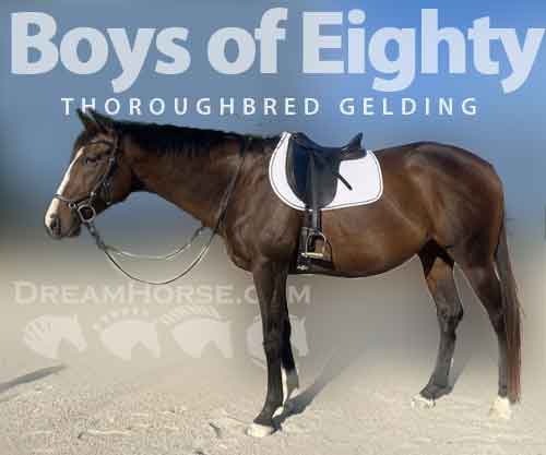 Horse ID: 2271162 Boys of Eighty