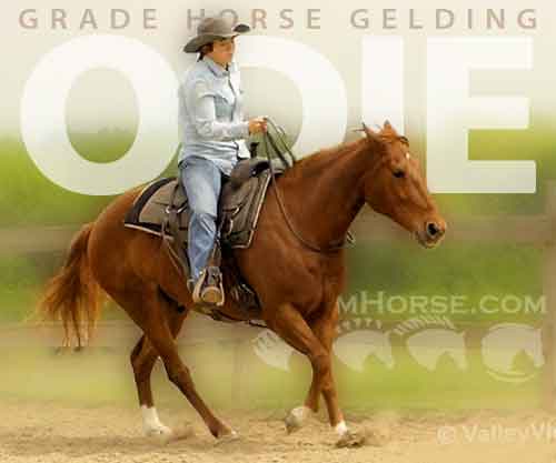 Horse ID: 2271187 Odie