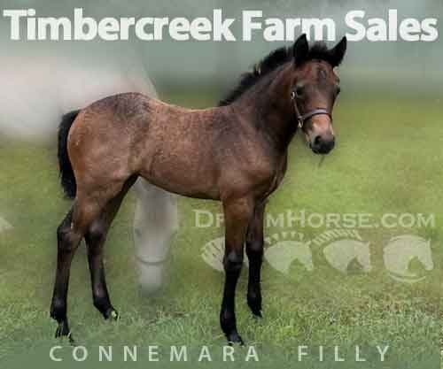 Horse ID: 2271220 Timbercreek Farm Sales