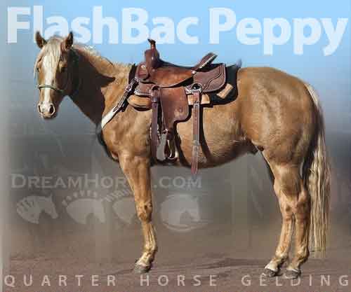 Horse ID: 2271263 FlashBac Peppy