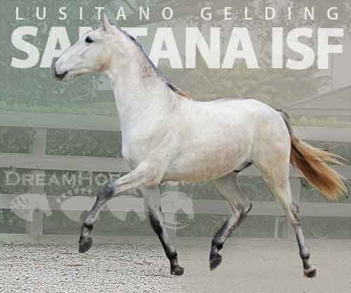 Horse ID: 2271269 Santana ISF