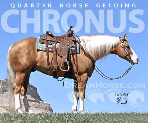 Horse ID: 2271287 Chronus