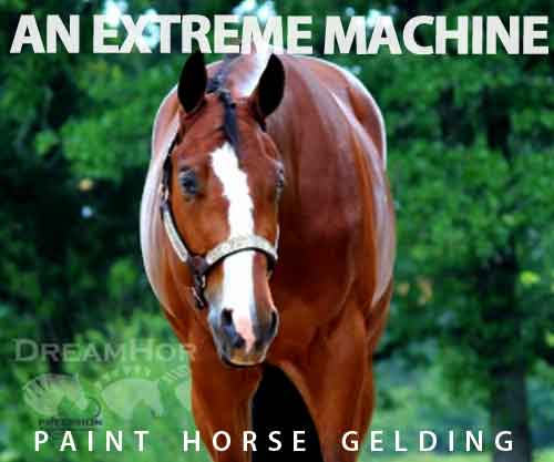 Horse ID: 2271299 AN EXTREME MACHINE