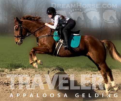 Horse ID: 2271305 Traveler