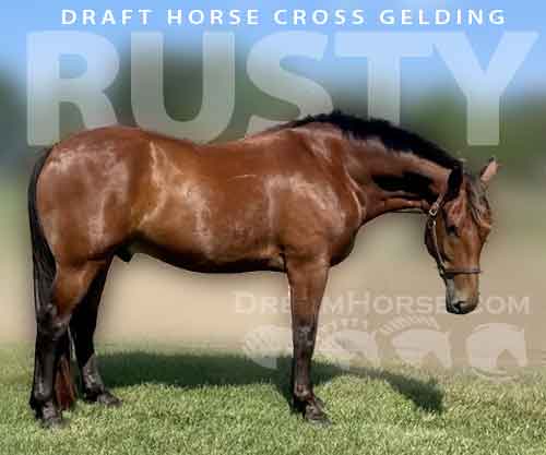 Horse ID: 2271380 Rusty