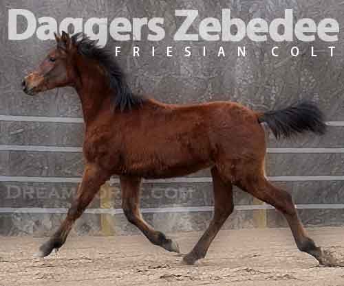 Horse ID: 2271507 Daggers Zebedee