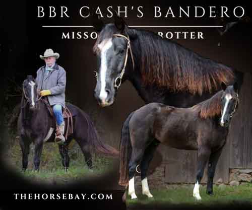 Horse ID: 2271574 BBR CASH’S BANDERO