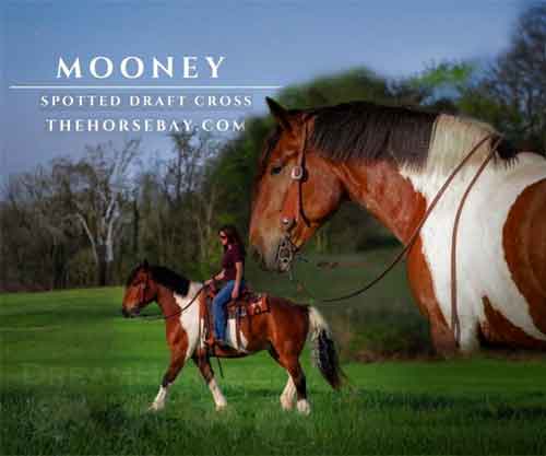 Horse ID: 2271577 Mooney