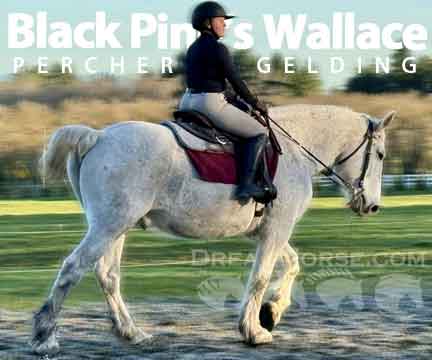 Horse ID: 2271608 Black Pine’s Wallace