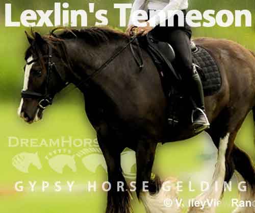 Horse ID: 2271614 Lexlin's Tenneson