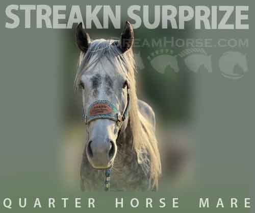 Horse ID: 2271615 STREAKN SURPRIZE
