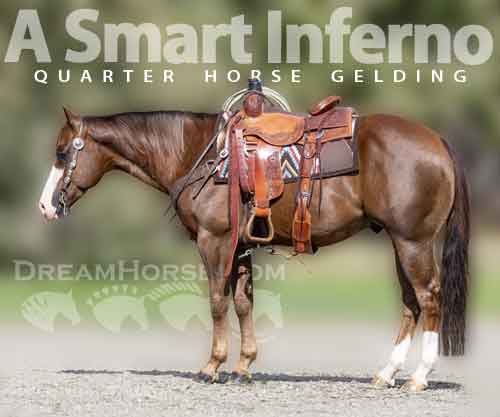 Horse ID: 2271750 A Smart Inferno