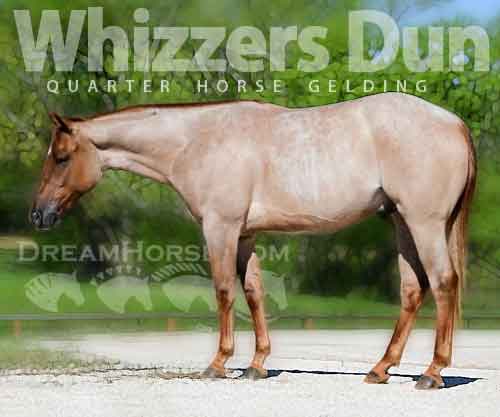 Horse ID: 2271771 Whizzers dun