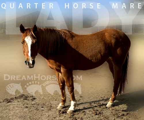 Horse ID: 2271871 Lady