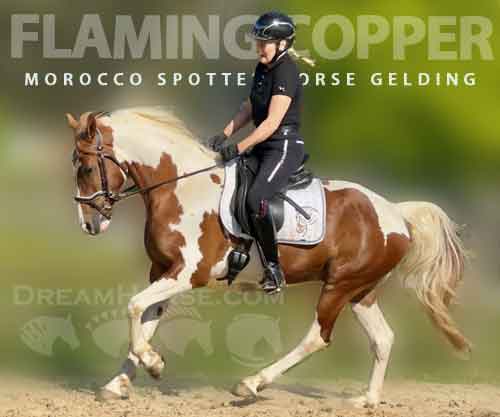 Horse ID: 2271923 Flaming Copper