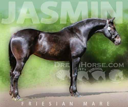Horse ID: 2272014 Jasmin