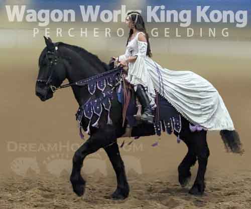 Horse ID: 2272027 Wagon Works King Kong
