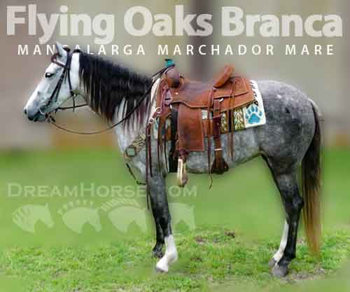 Horse ID: 2272032 Flying oaks branca