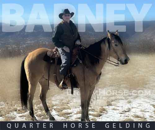 Horse ID: 2272042 Barney