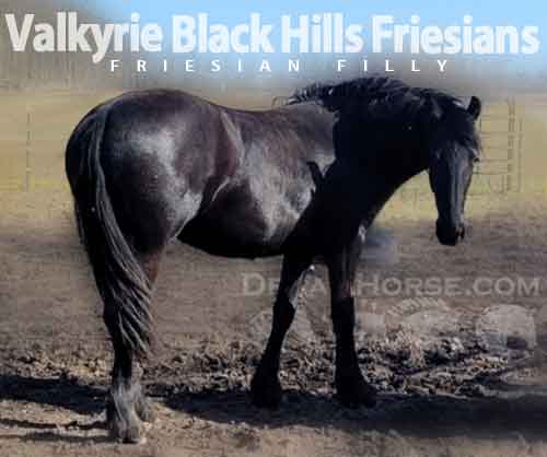 Horse ID: 2272112 Valkyrie Black Hills Friesians