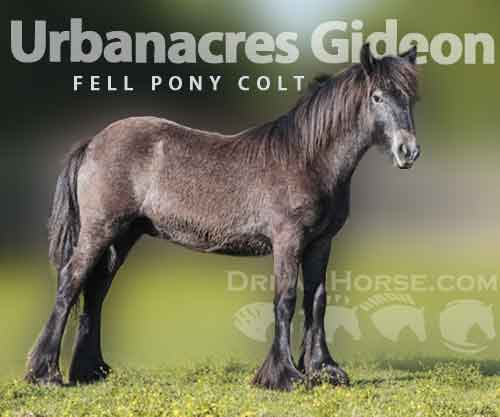 Horse ID: 2272141 Urbanacres Gideon