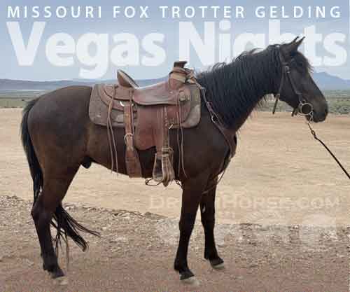 Horse ID: 2272221 Vegas Nights