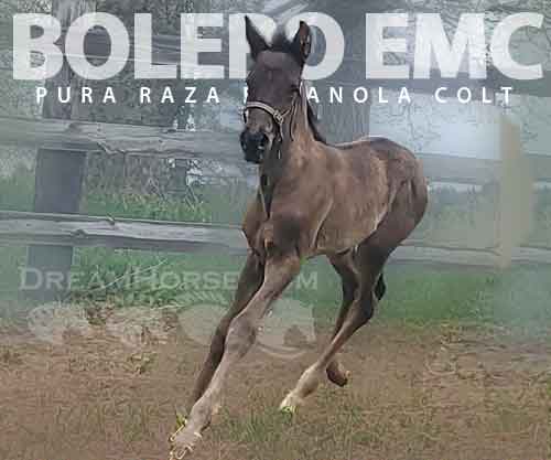 Horse ID: 2272256 Bolero EMC
