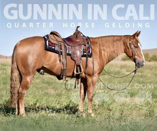 Horse ID: 2272315 Gunnin in Cali
