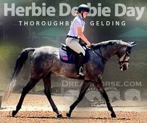 Horse ID: 2272370 Herbie Derbie Day