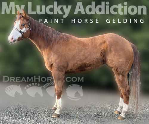 Horse ID: 2272403 My Lucky Addiction