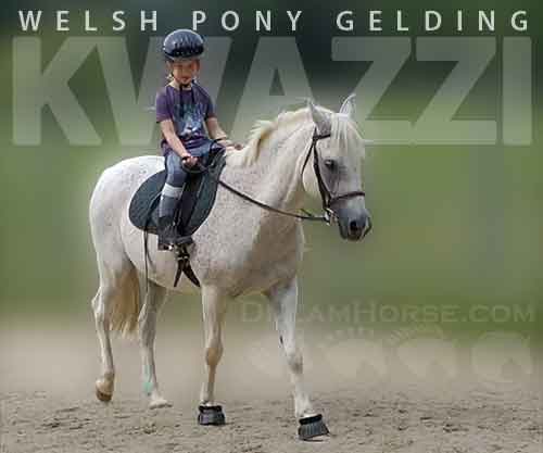 Horse ID: 2272485 Kwazzi