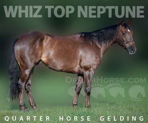 Horse ID: 2272529 WHIZ TOP NEPTUNE