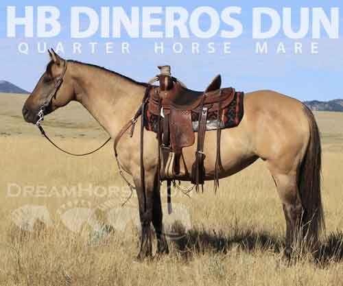 Horse ID: 2272539 HB Dineros Dun Queen