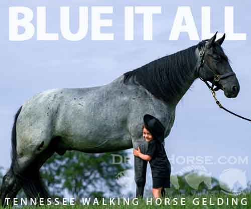 Horse ID: 2272540 BLUE IT ALL