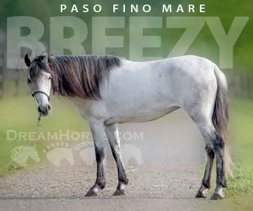 Horse ID: 2272573 Breezy