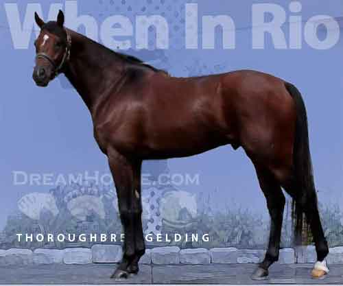 Horse ID: 2272688 When In Rio