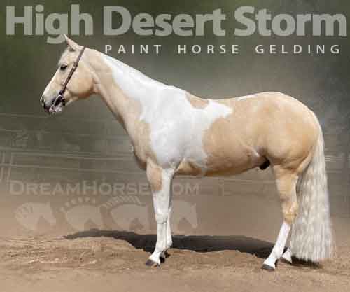 Horse ID: 2272692 High Desert Storm
