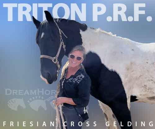 Horse ID: 2272702 Triton P.R.F.