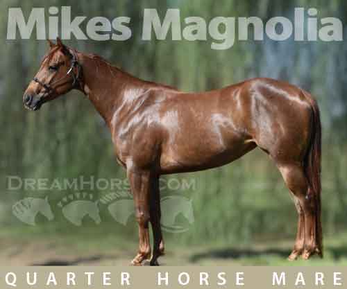 Horse ID: 2272746 Mikes Magnolia