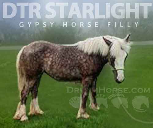 Horse ID: 2272963 DTR Starlight