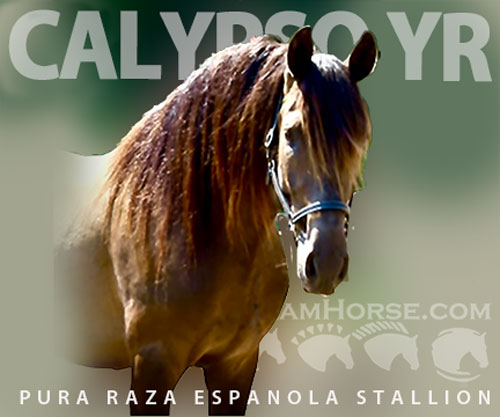 Horse ID: 2276543 🖤 Calypso YR