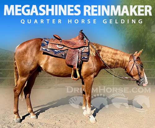 Horse ID: 2277646 MEGASHINES REINMAKER