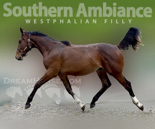 Horse ID: 2277942 Southern Ambiance