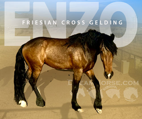 Horse ID: 2283731 Enzo