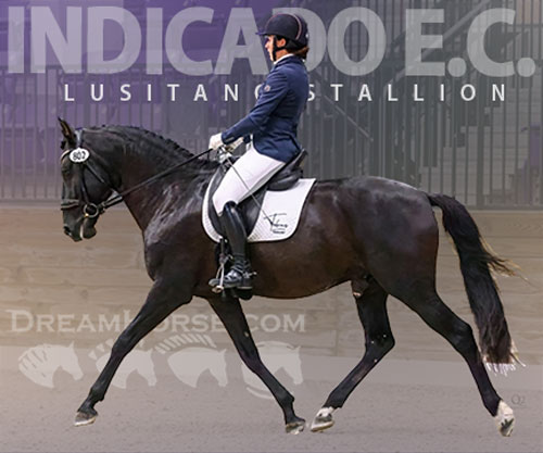 Horse ID: 2285133 Indicado E.C