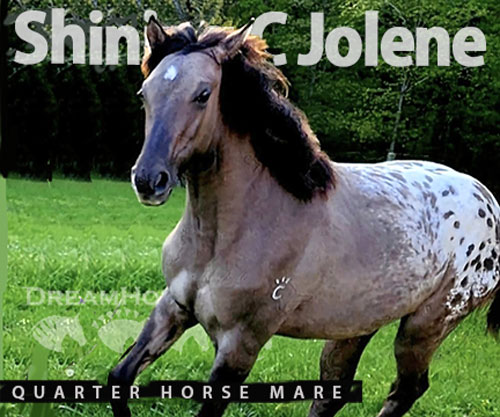 Horse ID: 2288300 Shining C Jolene