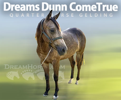 Horse ID: 2290405 Dreams Dunn ComeTrue