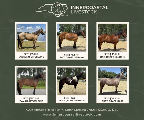 Horse ID: 2291340 Horses For Sale
