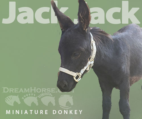 Horse ID: 2294950 Jack Jack