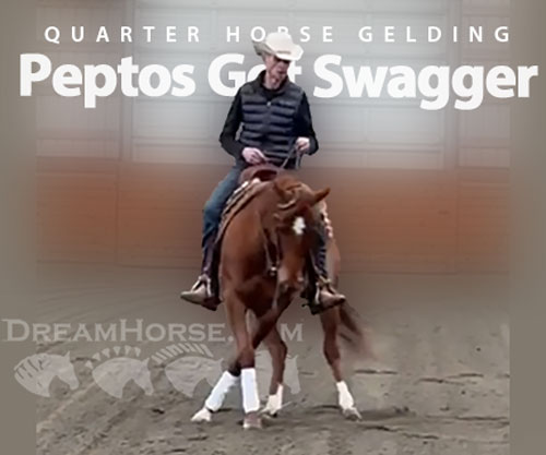 Horse ID: 2295455 Peptos Got Swagger